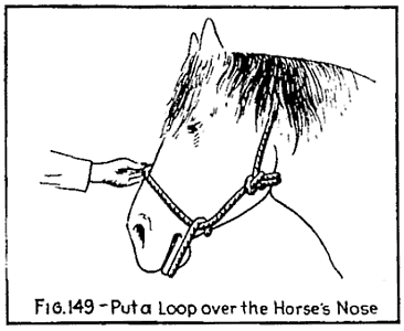 Illustration: FIG. 149—Put a Loop over the Horse's Nose